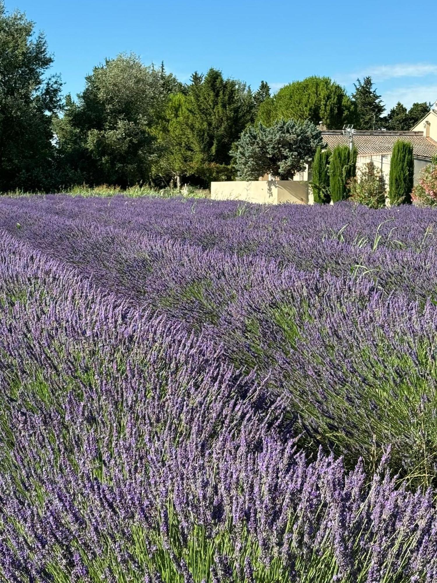 Appartement neuf et au calme proche Avignon Althen-des-Paluds Esterno foto