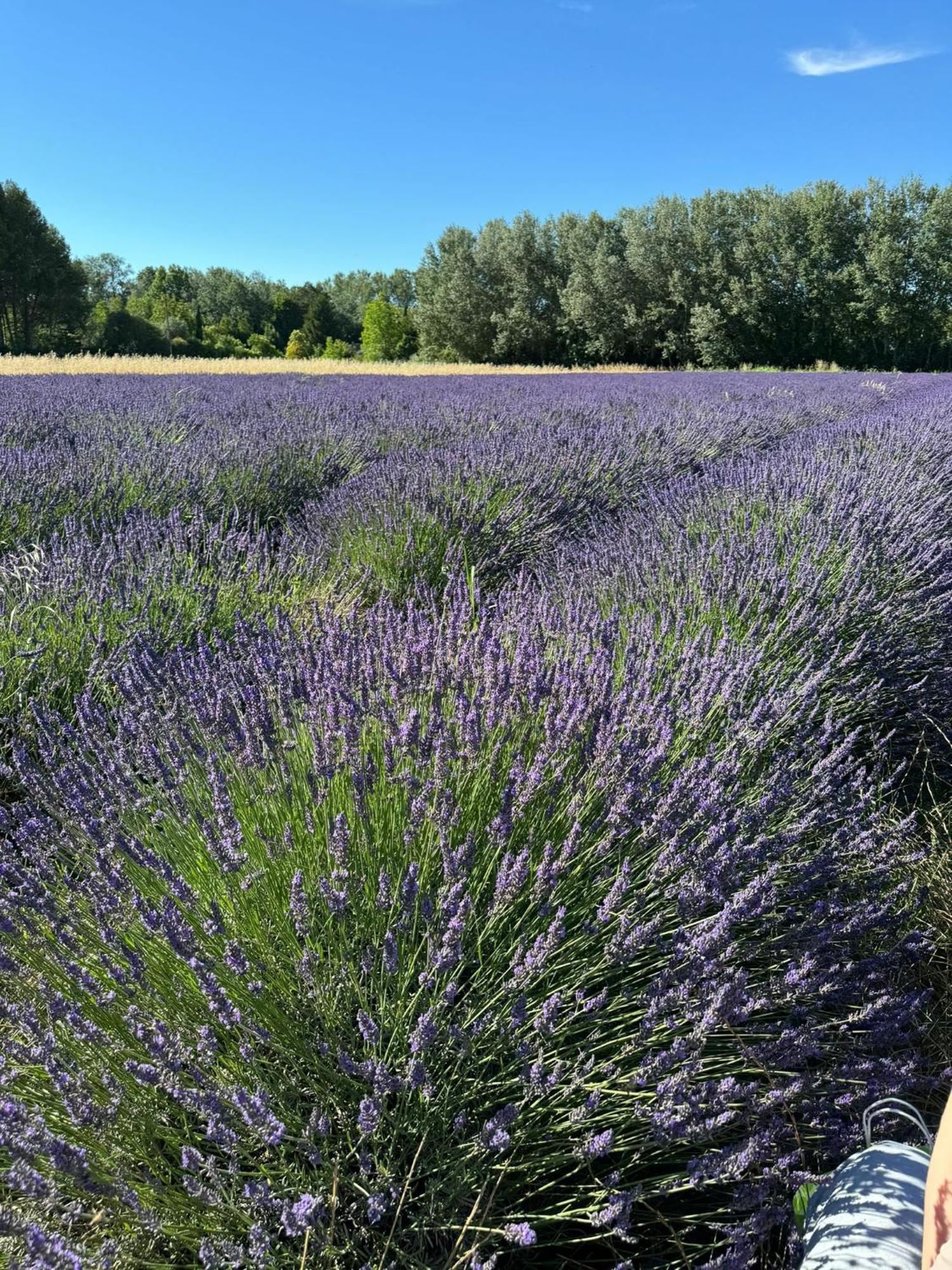 Appartement neuf et au calme proche Avignon Althen-des-Paluds Esterno foto