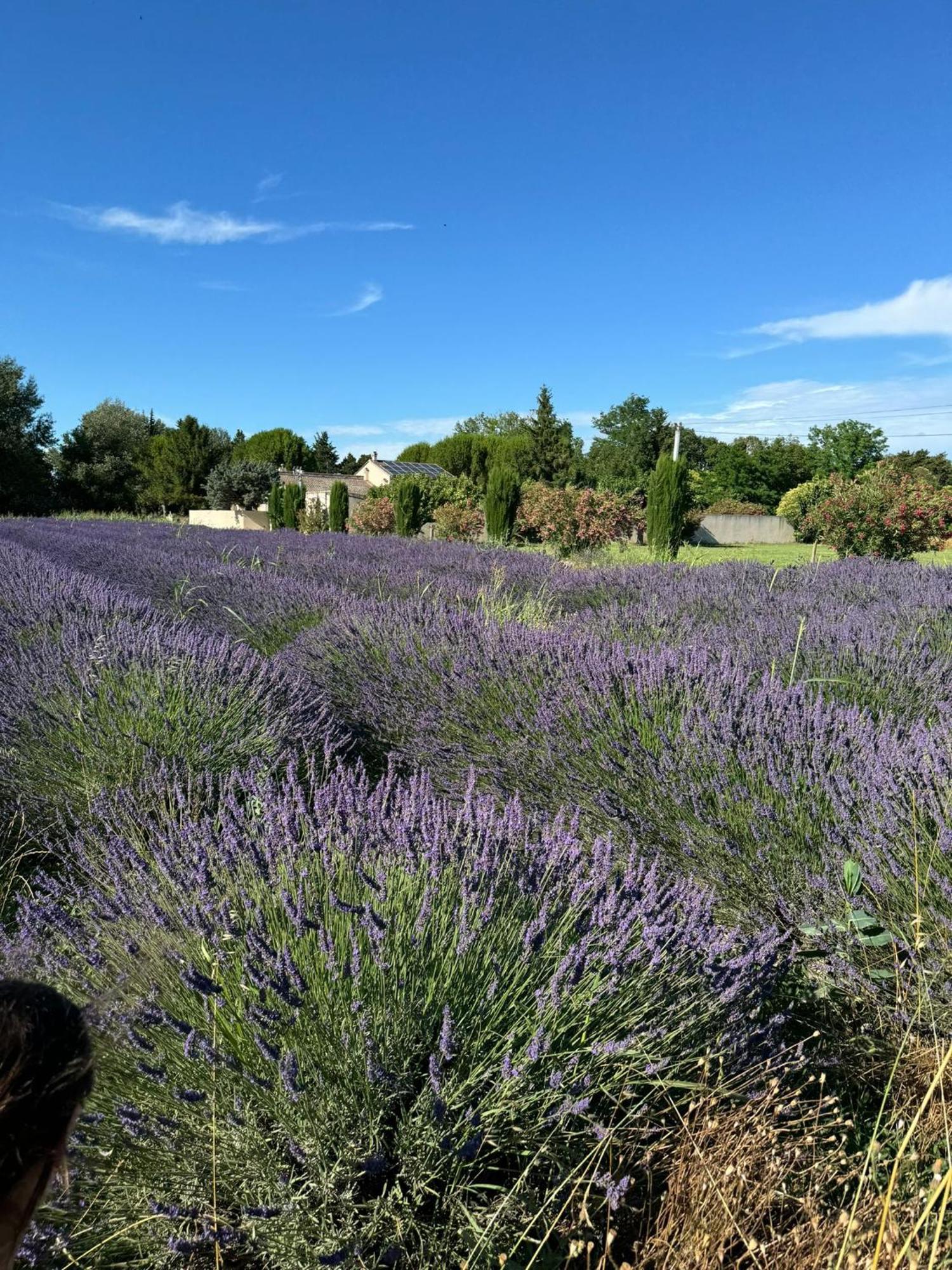 Appartement neuf et au calme proche Avignon Althen-des-Paluds Esterno foto